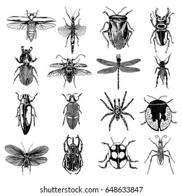 Insect stipple drawing set isolated. Insects and bugs collection in trendy embroidery stippling and hatching, shading style. Vector.