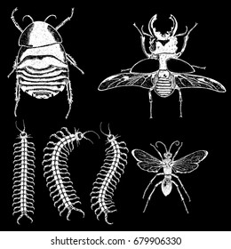 Insect stipple drawing set isolated. Insects and bugs collection in trendy embroidery stippling and hatching, shading style. Vector.