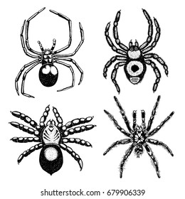 Insect stipple drawing set isolated. Insects spiders collection in trendy embroidery stippling and hatching, shading style. Vector.