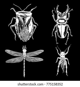 Insect stipple drawing set isolated. Insects and bugs collection in trendy embroidery stippling and hatching, shading style. Vector.