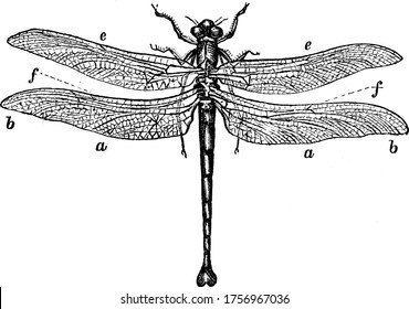 An insect with two pairs of transparent wings, large multifaceted eyes and a long tail, vintage line drawing or engraving illustration.