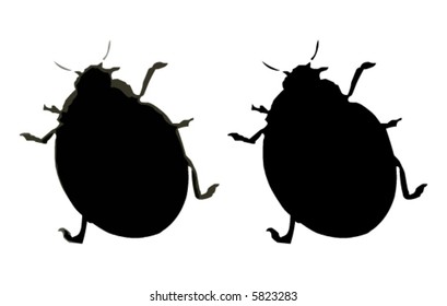 Insect vector