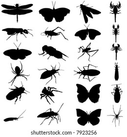 insect vector