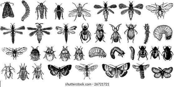 insect vector collection b