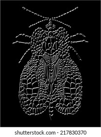 Insect, vector illustration