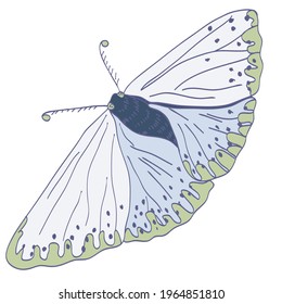 Insect vector illustration. Beautiful hand drawn butterfly.