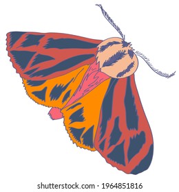 Insect vector illustration. Beautiful hand drawn butterfly.