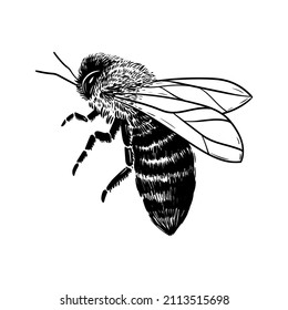 insect vector illustration black white