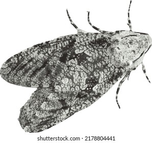 Insect Vector Image of a Isolated Carpenterworm Moth 