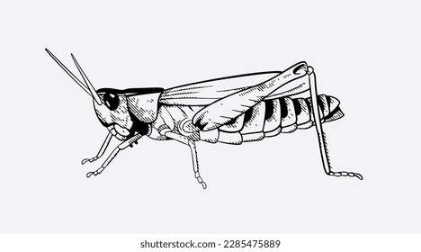 insect of vector ink drawing and sketch for poster