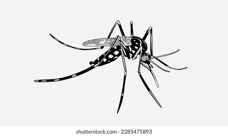 insect of vector ink drawing and sketch for poster