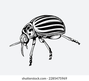 insect of vector ink drawing and sketch for poster