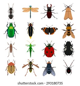 Insect vector set. Butterfly, wasp, tick, ant, dragonfly, beetle, grasshopper, locust, fly, bumblebee and other