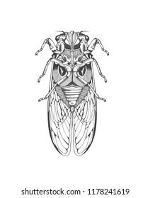 Insect, view from below.