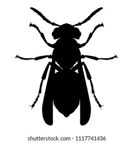 Insect is wasp. Black silhouette vector