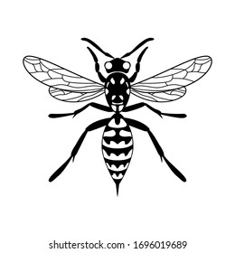 Insect wasp icon. Vector design. Black wasp vector illustration on a white background. 