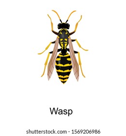 Insect wasp vector icon.Cartoon vector icon isolated on white background insect wasp .