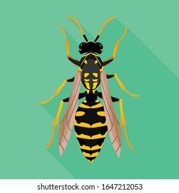 Insect wasp vector icon.Flat vector icon isolated on white background insect wasp .