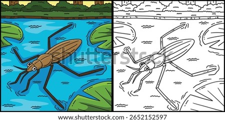 Insect Water Strider Animal Colored Illustration 