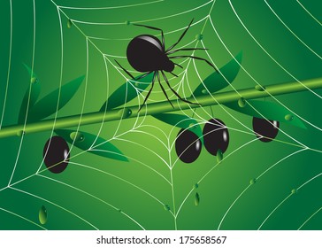 Insect. Web on a branch olive a tree and a black spider, water thaws on leaves.