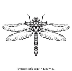 Insect with wing. Black dragonfly on white background isolated.