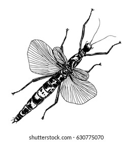 Insect with wings, flying bug. Vintage old hand drawn stippling and hatching, shading style. Engraved stipple woodcut. Vector.