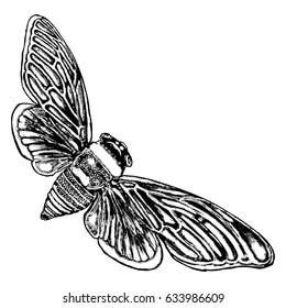 Insect with wings, flying bug. Vintage old hand drawn stippling and hatching, shading style. Engraved stipple woodcut. Vector.