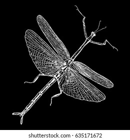 Insect with wings, flying bug. Vintage old hand drawn stippling and hatching, shading style. Engraved stipple woodcut. Vector.