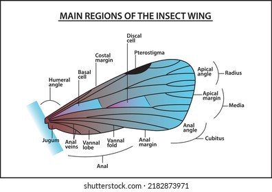 Región principal de las alas de los insectos, Estructura de las alas de los insectos, Diagrama de las alas de los insectos. son adultos de los exoskeleton de insectos que permiten volar a los insectos