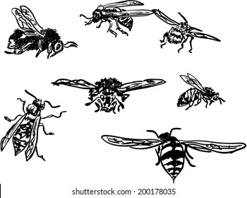 insects