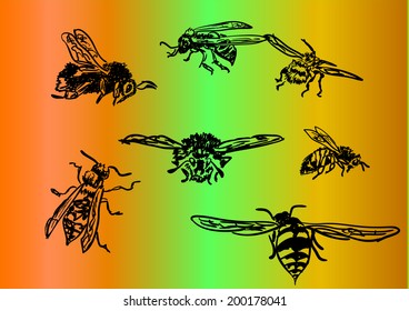 insects