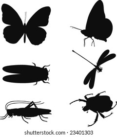 insects