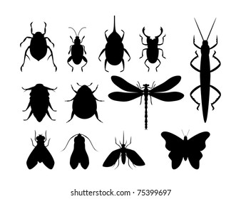 Insects