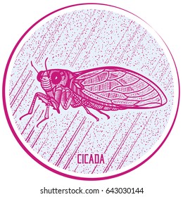 Insect's badge. Cicada. Vector engraving hatching black and white illustration.