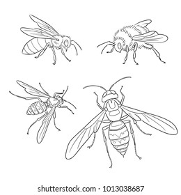 Insects: bee, wasp, bumblebee, hornet - in contours. Vector illustration. EPS8