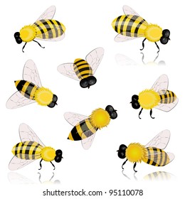 insects bees