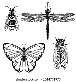 Insects black silhouette, butterfly, Cicada, wasp, dragonfly. Vector illustration.