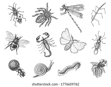 Insects bugs beetles and bees many species in vintage old hand drawn style engraved illustration woodcut.