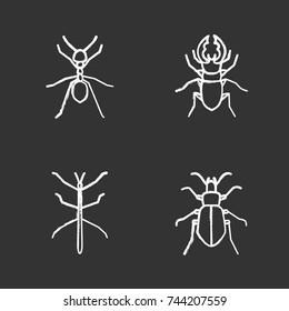 Insects chalk icons set. Ant, stag beetle, ground bug, phasmid. Isolated vector chalkboard illustrations