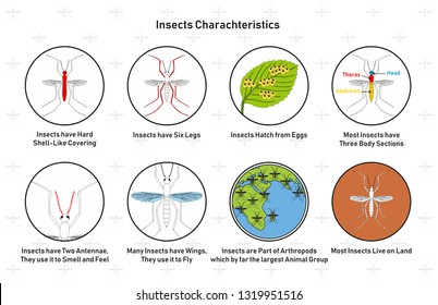 Insects Characteristics infographic diagram including hard shell covering six legs hatch from eggs body sections antennae wings animal group and live on land for biology science education