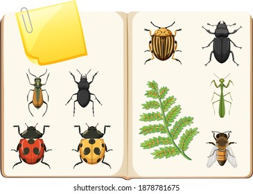 Insects collection on white background illustration