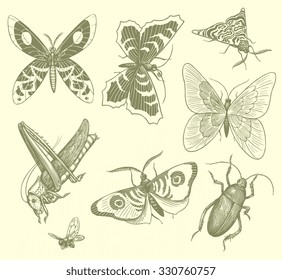 Insects. Design set. Hand drawn engraving. Vector vintage illustration. 8 EPS