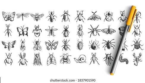 Insects doodle set. Collection of hand drawn pencil sketches templates patterns of animals bugs butterflies cockroaches spiders bees grasshopper isolated in line. Natural wildlife illustration.