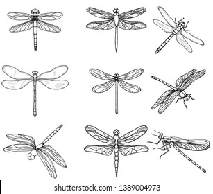  insectos libélulas, colección, boceto