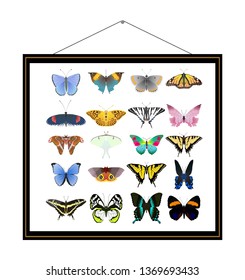 Insects in a frame. A collection of butterflies in a frame on the wall. Vector illustration