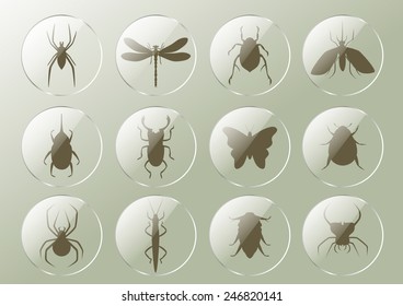 Insects in the glass buttons