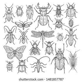 Insects hand drawn. Butterfly, beetle and fly, ant. Dragonfly, ladybug and bee, lice and cockroach. Retro sketch engraving vector set