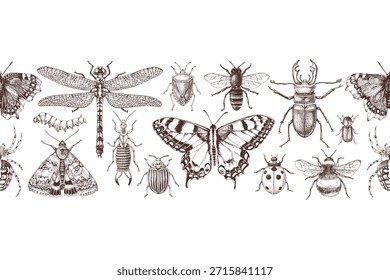 Insects hand drawn horizontal seamless border