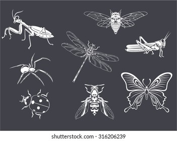 Insects icon set