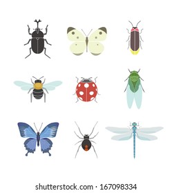 Insects Illustration
